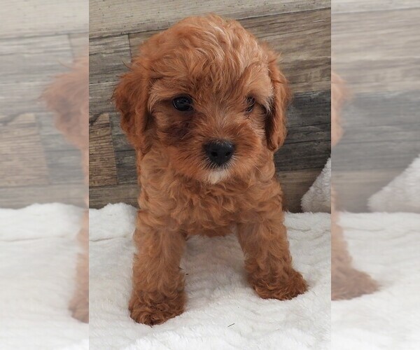 Medium Photo #18 Cavapoo Puppy For Sale in CARLISLE, KY, USA