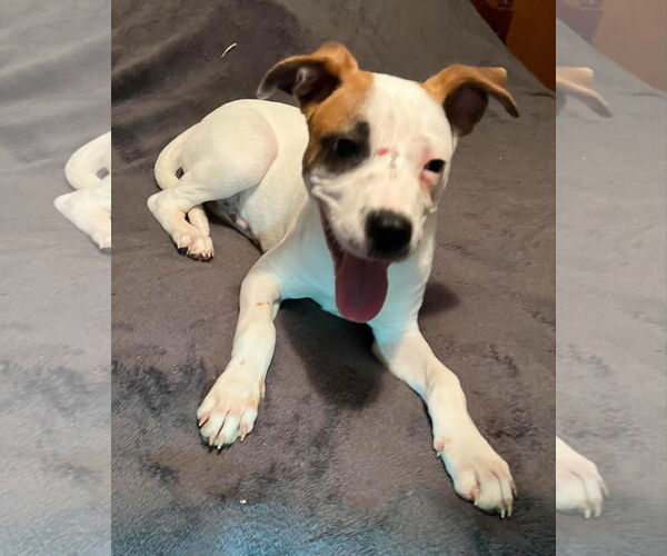 Medium Photo #6 Boxer Puppy For Sale in Burnsville, MN, USA