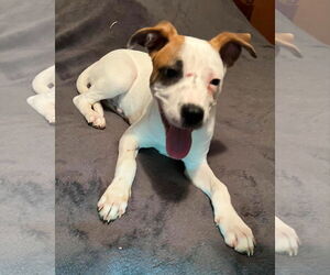 Miller - Male Boxer Dog for Adoption - Photo #6