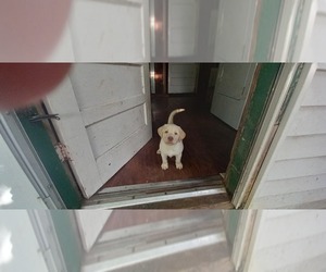 Labrador Retriever Puppy for sale in GALLATIN, MO, USA