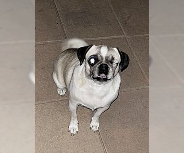 Medium Photo #4 Puggle Puppy For Sale in Dana Point, CA, USA