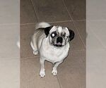 Small #3 Puggle