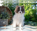 Small Photo #19 Pomeranian Puppy For Sale in SHILOH, OH, USA