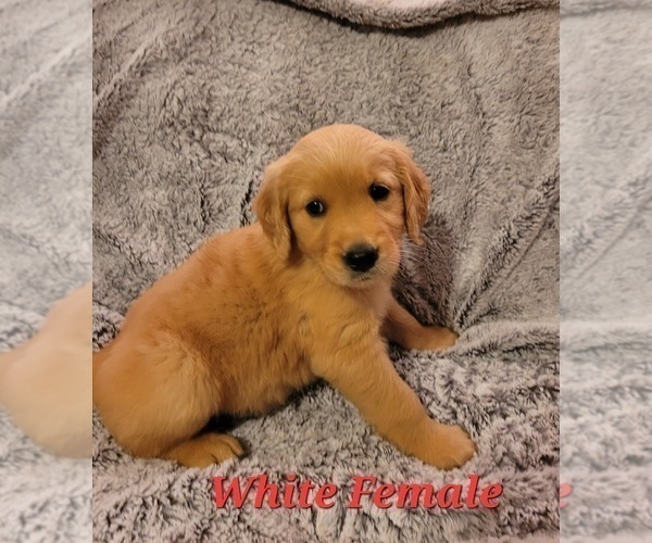 Medium Photo #1 Golden Retriever Puppy For Sale in RAYWICK, KY, USA