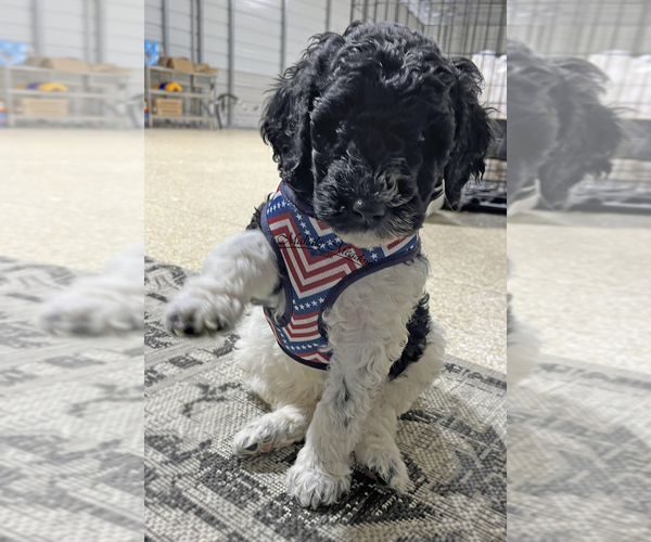 Medium Photo #2 Poodle (Standard) Puppy For Sale in SUFFOLK, VA, USA