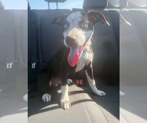 Australian Shepherd-Catahoula Leopard Dog Mix Dogs for adoption in Sandy, UT, USA