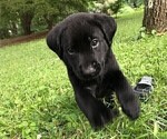 Small #3 Labrador Retriever