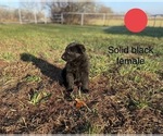 Small Photo #7 German Shepherd Dog Puppy For Sale in BOLIVAR, MO, USA