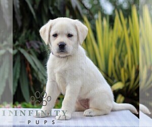 Labrador Retriever Puppy for sale in GORDONVILLE, PA, USA