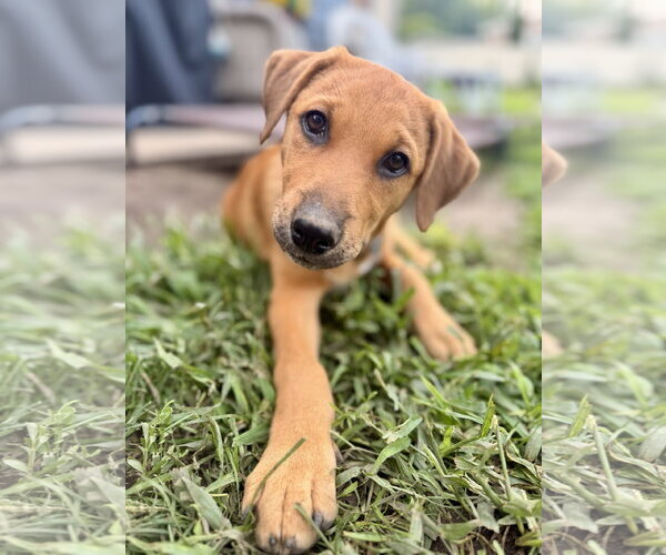 Medium Photo #2 Mutt Puppy For Sale in Plainfield, IL, USA