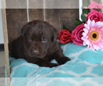 Small Photo #22 Labrador Retriever Puppy For Sale in GREENWOOD, WI, USA