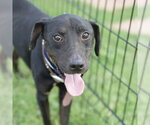 MIDNIGHT - Female Labrador Retriever-Unknown Mix Dog for Adoption - Small photo