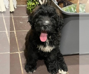 Saint Berdoodle Puppy for sale in NEW CASTLE, IN, USA