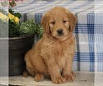 Small Photo #1 Goldendoodle Puppy For Sale in PARKESBURG, PA, USA