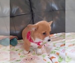 Small #6 Pembroke Welsh Corgi