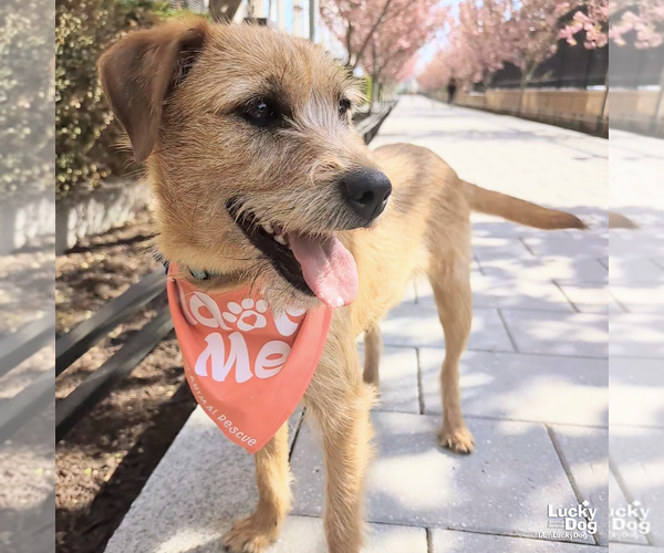 Medium Photo #7 Labrador Retriever-Unknown Mix Puppy For Sale in Washington, DC, USA