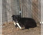 Small #33 Border Collie Mix