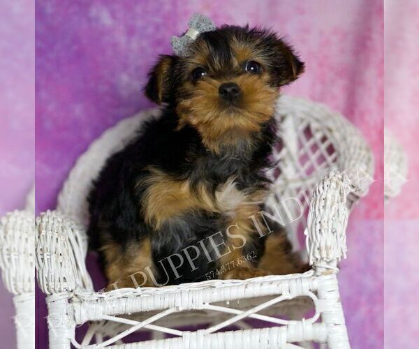 Medium Photo #3 Yorkshire Terrier Puppy For Sale in WARSAW, IN, USA