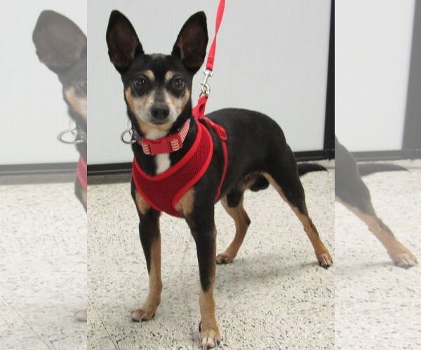 Medium Photo #1 Chihuahua Puppy For Sale in Conroe, TX, USA