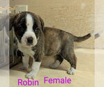 Small #3 Bearded Collie Mix
