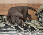 Small #2 Labrador Retriever