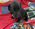 Puppy White Paw American Staffordshire Terrier-Mountain Cur Mix