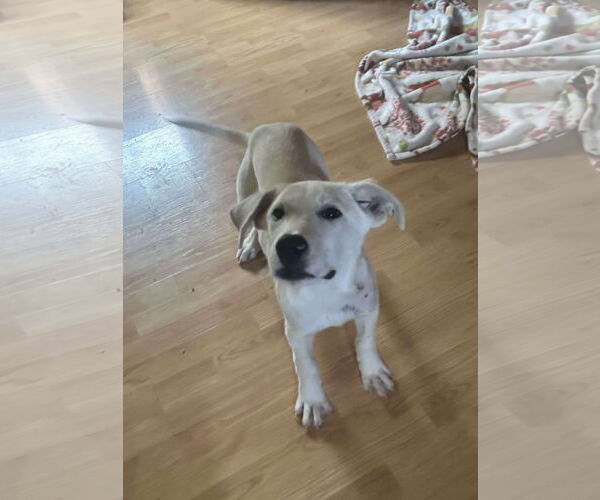 Medium Photo #3 Anatolian Shepherd-Unknown Mix Puppy For Sale in Westwood, NJ, USA