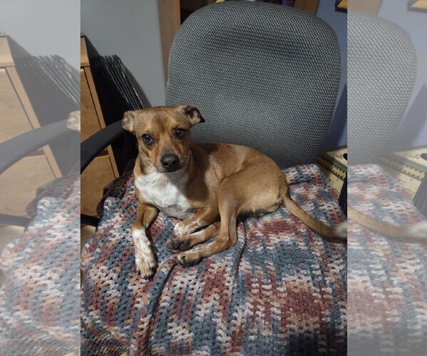 Medium Photo #2 Chihuahua-Unknown Mix Puppy For Sale in Brooklyn Center, MN, USA