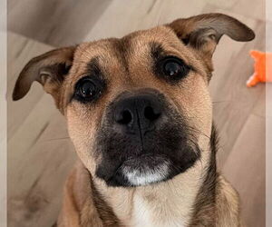 Mutt Dogs for adoption in Canton, CT, USA