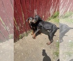 Small #2 Doberman Pinscher
