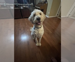 Mother of the Goldendoodle puppies born on 04/27/2025