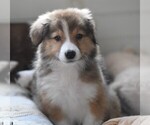 Small Photo #1 English Shepherd Puppy For Sale in PARIS, MI, USA