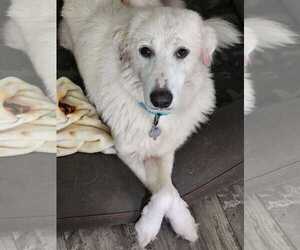 Great Pyrenees-Unknown Mix Dogs for adoption in Houston, TX, USA