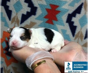 Yorkshire Terrier Puppy for sale in WINNSBORO, LA, USA