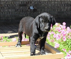 Dalmatian-English Cream Golden Retriever Mix Puppy for sale in FREDERICKSBURG, OH, USA