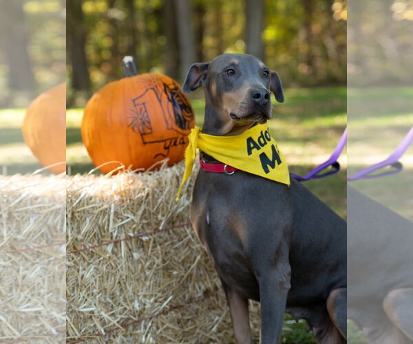 Medium Photo #1 Doberman Pinscher Puppy For Sale in Aurora, OH, USA