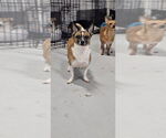 Small #17 Rat Terrier Mix