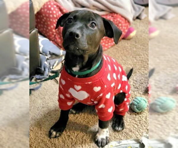 Medium Photo #2 Labrador Retriever-Unknown Mix Puppy For Sale in Germantown, OH, USA