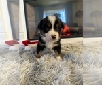 Small #1 Miniature Australian Shepherd