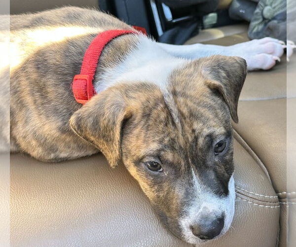 Medium Photo #23 Retriever -Unknown Mix Puppy For Sale in Holly Springs, NC, USA