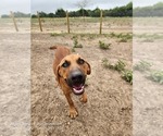 Small #17 Catahoula Leopard Dog