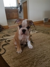 English Bulldog Puppy for sale in CHESWICK, PA, USA