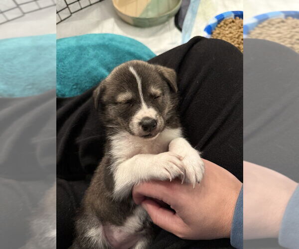 Medium Photo #3 Huskimo Puppy For Sale in Banning, CA, USA