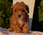 Small Photo #2 Poodle (Miniature) Puppy For Sale in GOSHEN, IN, USA