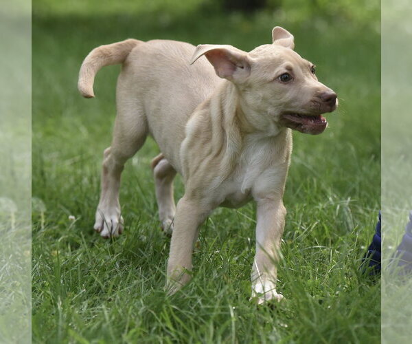 Medium Photo #4 Labrador Retriever Puppy For Sale in Mechanicsburg, PA, USA