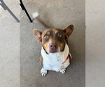 Ruby - Female Mutt Dog for Adoption - Small photo