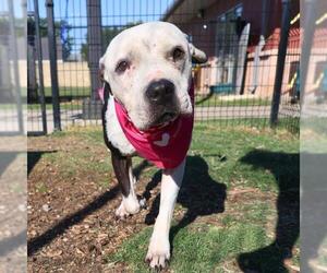 American Staffordshire Terrier-Unknown Mix Dogs for adoption in San Antonio, TX, USA