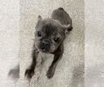 Small #5 French Bulldog