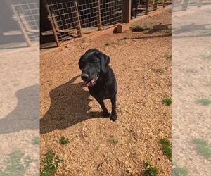 Mother of the Labrador Retriever puppies born on 02/24/2026