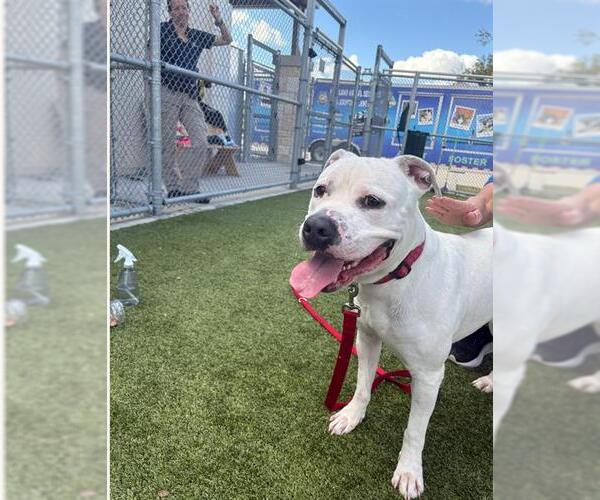 Medium Photo #1 Mutt Puppy For Sale in Pearland, TX, USA